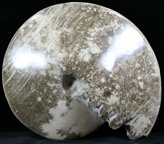 Polished Ammonite (Choffaticeras?) - Goulmima, Morocco #27367